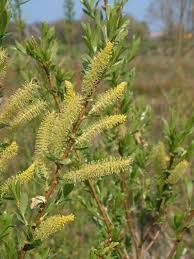 Salix Alba -Schietwilg