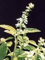 Basilicum - Ocimum basilicum