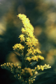 Guldenroede | Solidago virgaurea