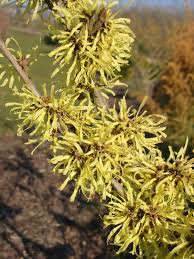 Toverhazelaar tinctuur - Hamamelis virginana