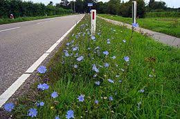 Cichorei | Cichorium intybus