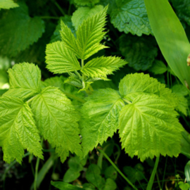 Frambozen-blad |Rubus idaeus –folium