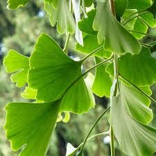 Ginkgo - Ginkgo Biloba