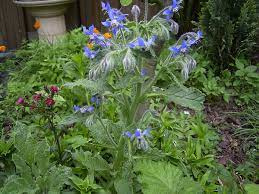 Bernagie -komkomerkruid |Borago officinalis