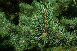 Dennen naalden | Pinus sylvestris
