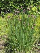 Bieslook - Allium schoenoprasum