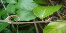 Cat's Claw | Uncaria Tomentosa