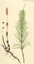 Heermoes | Equisetum arvense