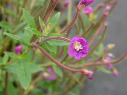 Wilgenroosje | Epilobium parviflorum