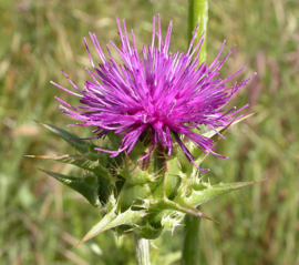 Mariadistel tinctuur -Carduus marianus