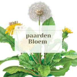 Paardenbloem  wortel | Taraxacum officinalis