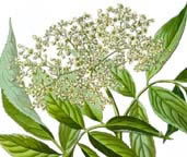 Vlierbloesem - Sambucus nigra