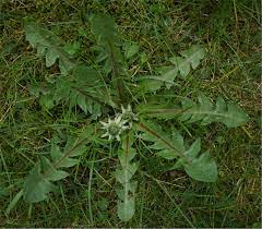 Paardenbloem kruid | Taraxacum officinalis