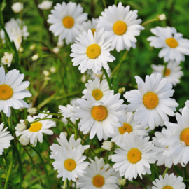 Madelief | Bellis perennis