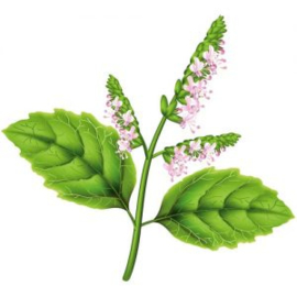 Pachouli -Pogostemon cablin