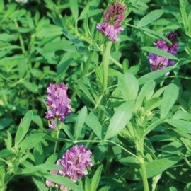 Alfalfa | Luzerne Medicago stativa