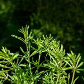 Kleefkruid | Galium aparine