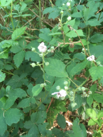 Braam blad |Rubus fruticosus