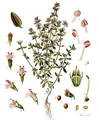 Tijm - Thymus vulgaris