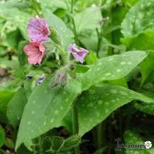 Longkruid | Pulmonaria officinale