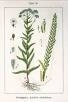Duizendblad | Achillea millefolium
