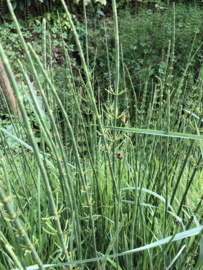 Schaafstro- Equisetum hyemale