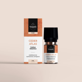 Ceder atlas -Cedrus atlanticus