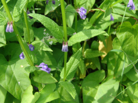 Glidkruid tinctuur - Scutellaria baicalensis