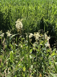 Moerasspirea | Filipendula ulmaria