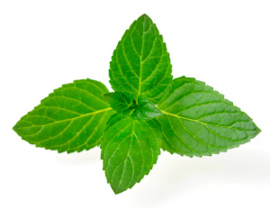 Pepermunt bio -Mentha piperita