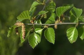 Berk (blad) | Betula alba