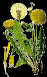 Paardenbloem wortel | Taraxacum Officinalis radix