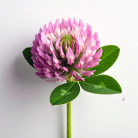 Rode klaver |Trifolium pratensis