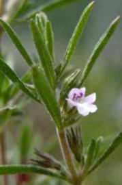 Bonenkruid - Satureja hortensis