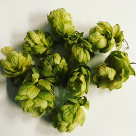 Hopbellen gesneden | Humulus lupulus