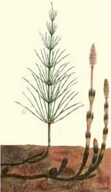 Akkerpaardenstaart tinctuur -Equisetum arvense