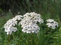 Duizendblad | Achillea millefolium