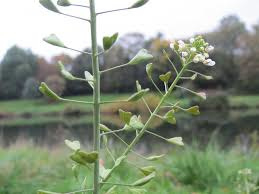 Herderstasje tinctuur- Capsella bursa pastoris