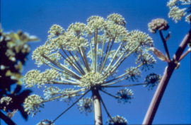 Engelwortel | Angelica archangelica