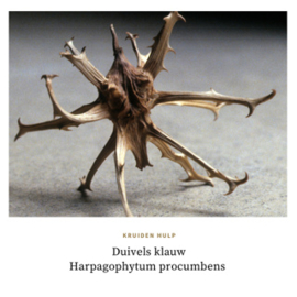 Duivels klauw | Harpagophytum procumbens