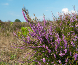 Drentse Heide thee