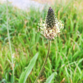 Weegbree |Plantago Lanceolata