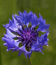 Korenbloem | Centaurea cyanus