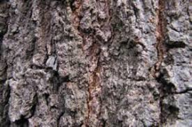 Eikenbast | Quercus cortex