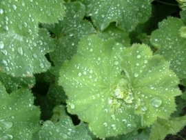 Vrouwenmantel | Alchemilla vulgaris