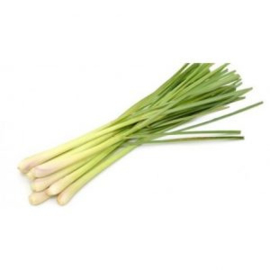 Lemongrass-Cymbogopon citratus