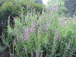 Salie | Salvia officinalis