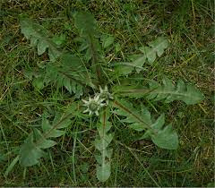 Paardenbloem blad | Taraxacum officinalis