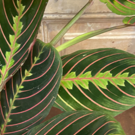 Dracaena
