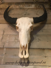 Buffel schedel hangend
